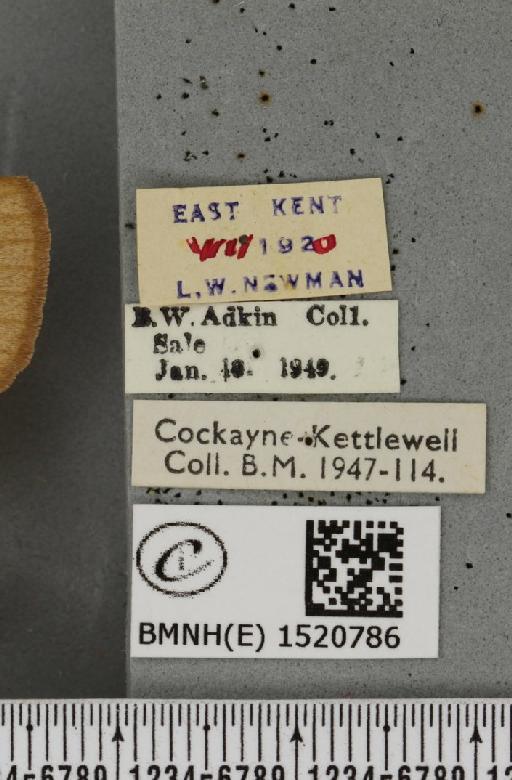 Lasiocampa trifolii flava Chalmers-Hunt, 1962 - BMNHE_1520786_label_192425