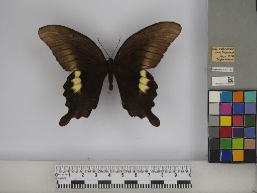Papilio fuscus pertinax Wallace, 1865 - 014186143 Papilio fuscus