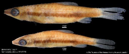 Nannostomus limatus Weitzman, 1978 - BMNH 1976.11.8.6-7 Nannostomus limatus, PARATYPE