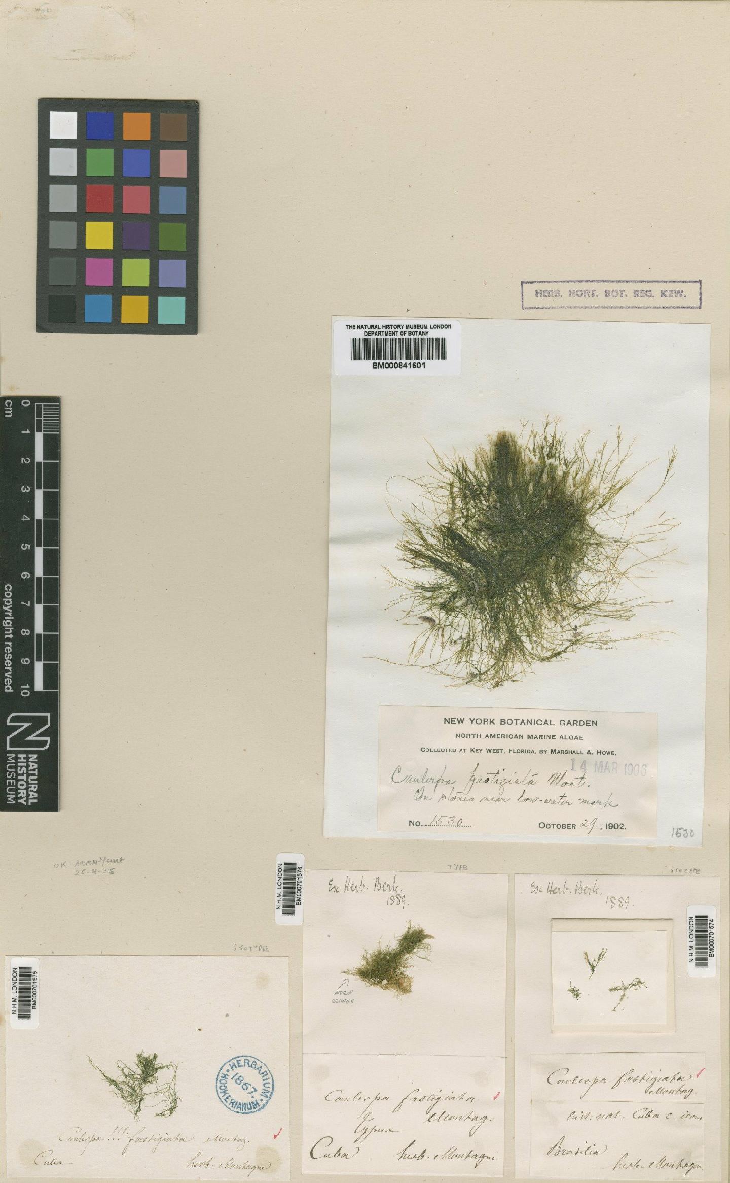 To NHMUK collection (Caulerpa fastigiata Mont.; Type; NHMUK:ecatalogue:473643)