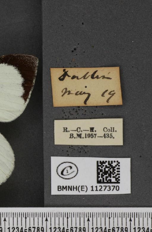 Pieris brassicae (Linnaeus, 1758) - BMNHE_1127370_label_84524