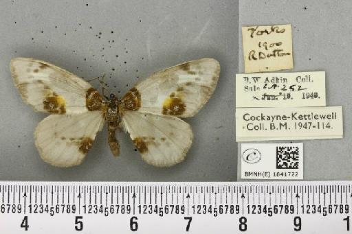 Abraxas sylvata ab. intermedia Tutt, 1897 - BMNHE_1841722_410520