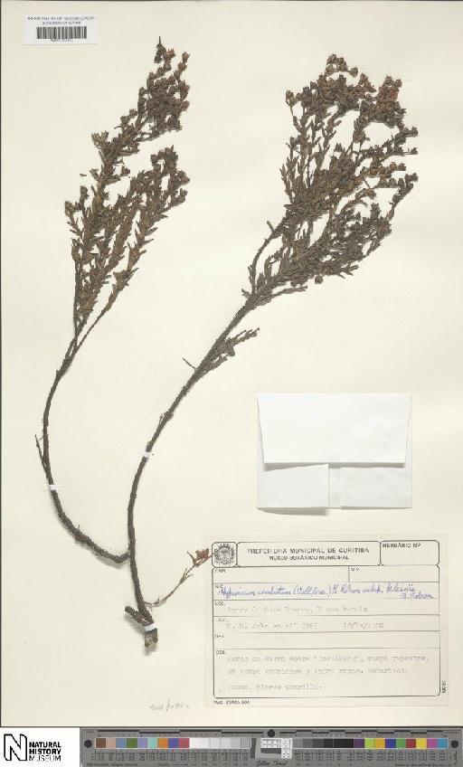 Hypericum cordatum subsp. kleinii N.Robson - BM001207313