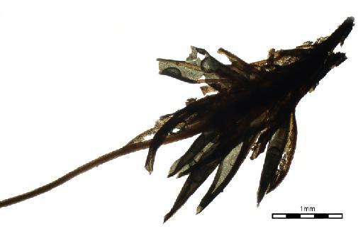 Hyophila involuta (Hook.) A.Jaeger - Gymnostomum cylindricum_BM001006479foliage.j