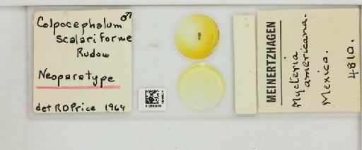 Colpocephalum scalariforme Rudow, 1866 - 010653939_816394_1428861