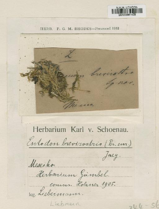 Entodon brevirostris (Schimp.) A.Jaeger - BM000961423