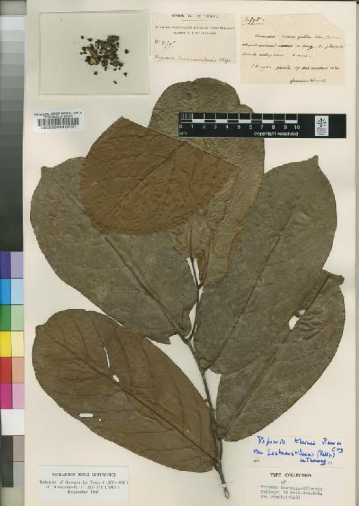 Monanthotaxis klainii var. lastoursvillensis (Pellegr.) Verdc. - BM000553844