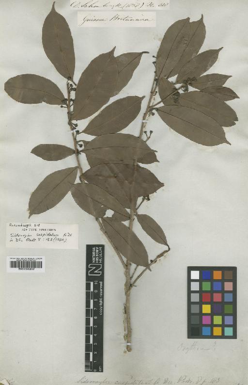 Pouteria cuspidata subsp. cuspidata (A.DC.) Baehni - BM000952537