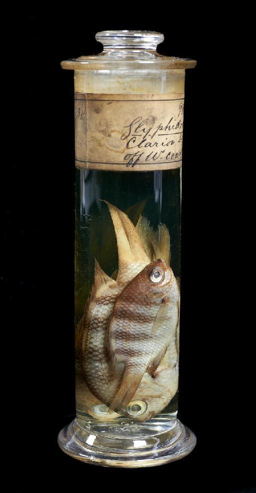 Abudefduf saxatilis (Linnaeus, 1758) - BMNH 1898.10.29.84-86, Abudefduf saxatilis b