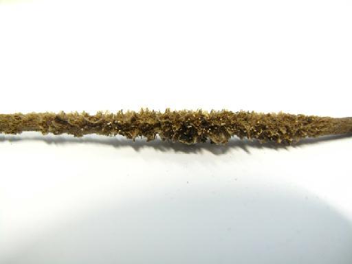 Trochospongilla paulula (Bowerbank, 1863) - 1978.12.12.4 (pic 4)