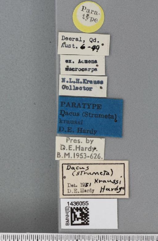 Bactrocera (Bactrocera) kraussi (Hardy, 1951) - BMNHE_1436055_label_29750