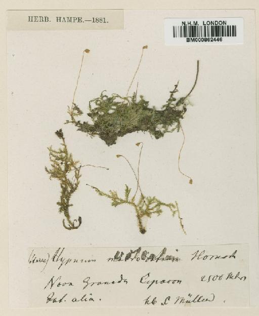Mittenothamnium viscidulum (Hampe) Cardot - BM000862446