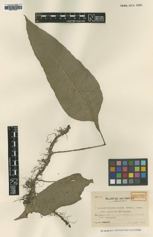 Neolepisorus ensatus var. platyphyllus Tagawa - BM001039681