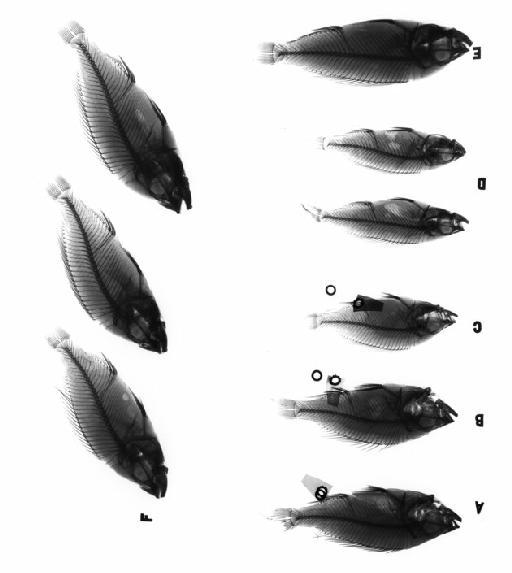 Haplochromis cryptodon Greenwood, 1959 - Radiographs photographed for Picture Library