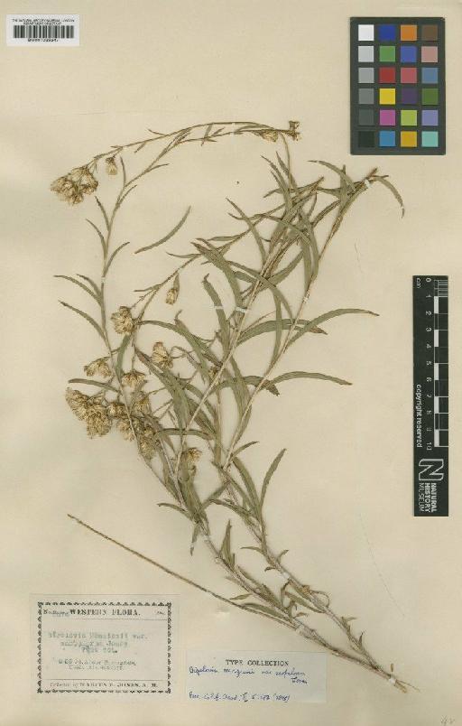 Haplopappus scopulorum (M.E.Jones) S.F.Blake - BM001025347