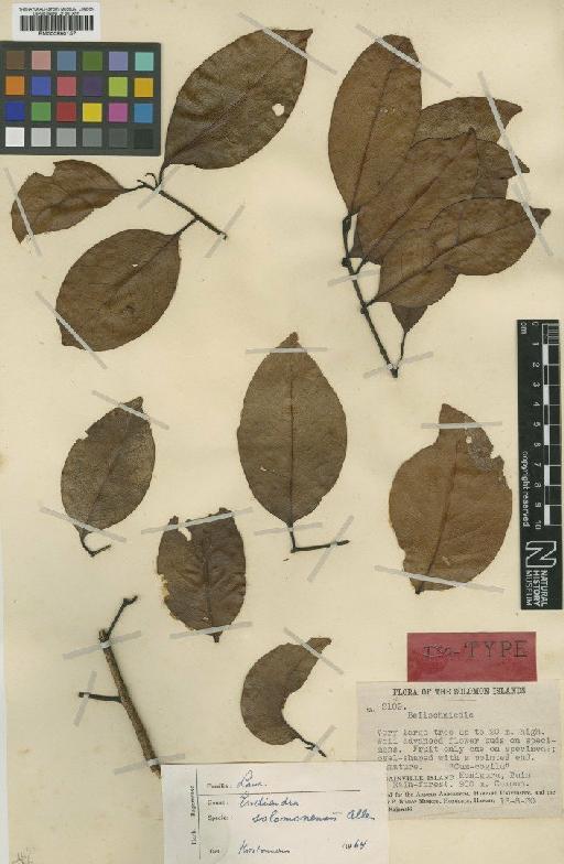 Endiandra solomonensis C.K.Allen - BM000990157