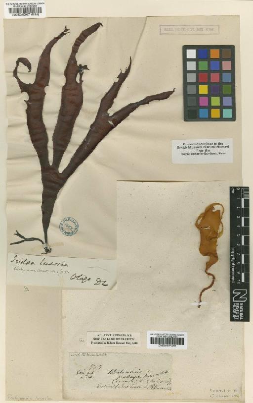 Pachymenia lusoria (Grev.) J.Agardh - BM001067466