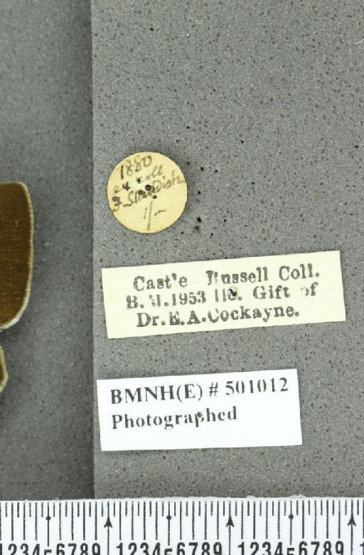 Neozephyrus quercus ab. obsoleta Tutt, 1907 - BMNHE_501012_label_94062