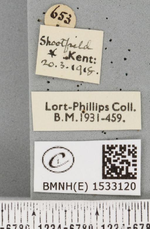 Cilix glaucata (Scopoli, 1763) - BMNHE_1533120_label_201368