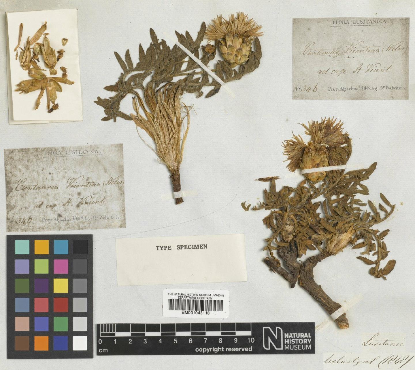 To NHMUK collection (Centaurea fraylensis Sch.Bip. ex Nyman; Type; NHMUK:ecatalogue:1986048)