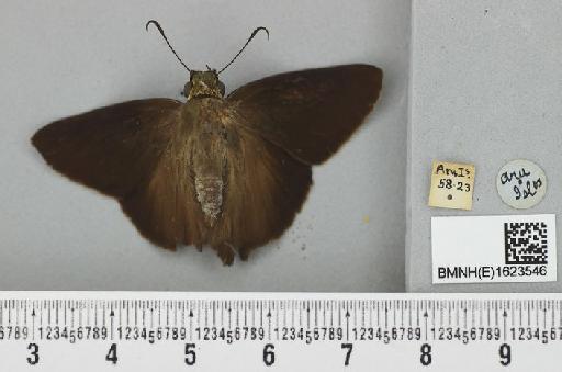 Hesperia hurama Butler, 1870 - Hesperia hurama Butler syntype 1623546 dorsal