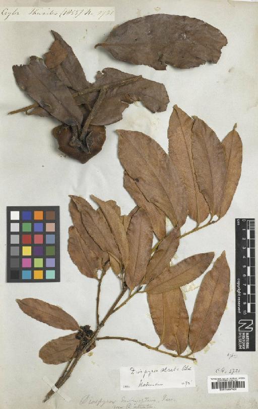 Diospyros atrata (Thwaites) Alston - BM000997431