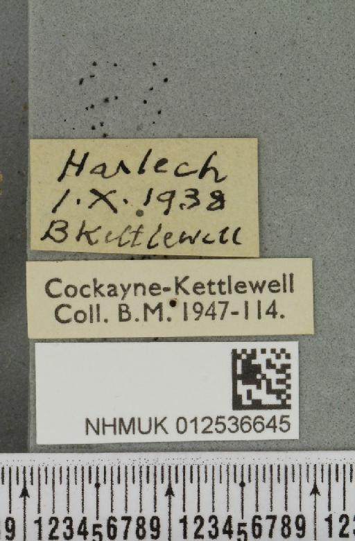 Polymixis lichenea (Hübner, 1813) - NHMUK_012536645_label_645702