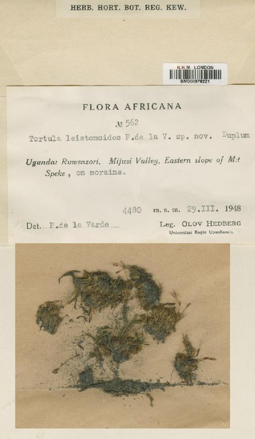 Tortula leiostomoides de la Varde - BM000878221