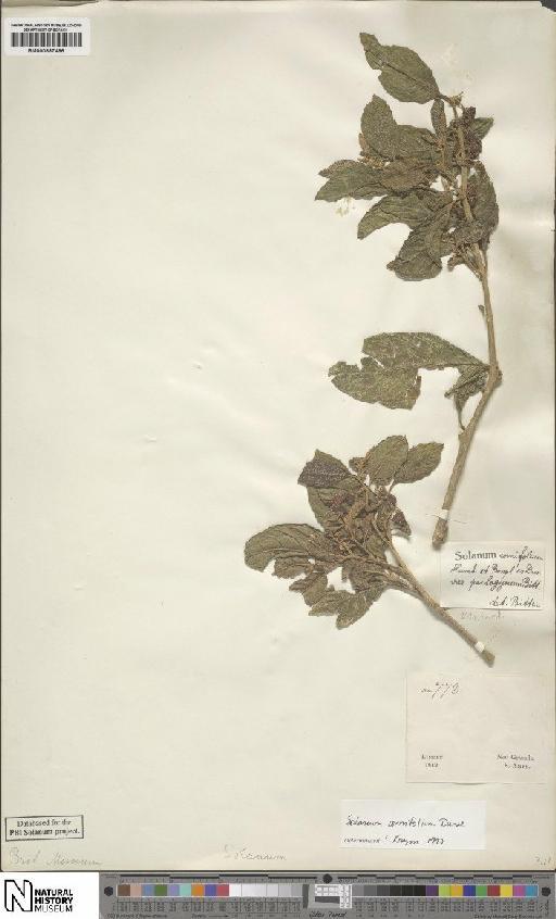 Solanum cornifolium Dunal - BM000887486