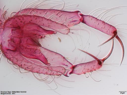 Lutzomyia (Psychodopygus) bispinosa Fairchild & Hertig, 1951 - Lutzomyia_bispinosa-BMNH(E)1251326_PT-male_terminalia-20x.tif