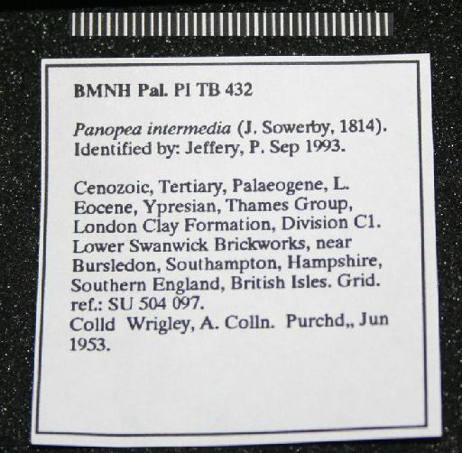Panopea intermedia (J. Sowerby, 1814) - TB 432. Panopea intermedia (label-1)