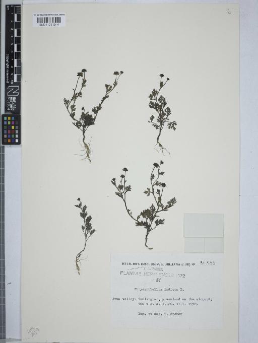 Chrysanthellum indicum DC. - 011031244