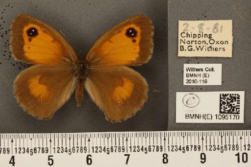 Pyronia tithonus britanniae (Verity, 1914) - BMNHE_1095170_6023
