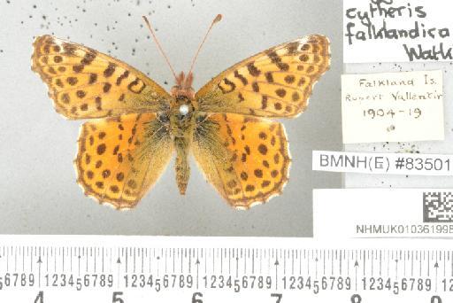 Yramea cytheris cytheris (Drury, 1773) - NHMUK010361998_Yramea_cytheris_ cytheris_ (Drury, 1773)_PLT_upperside