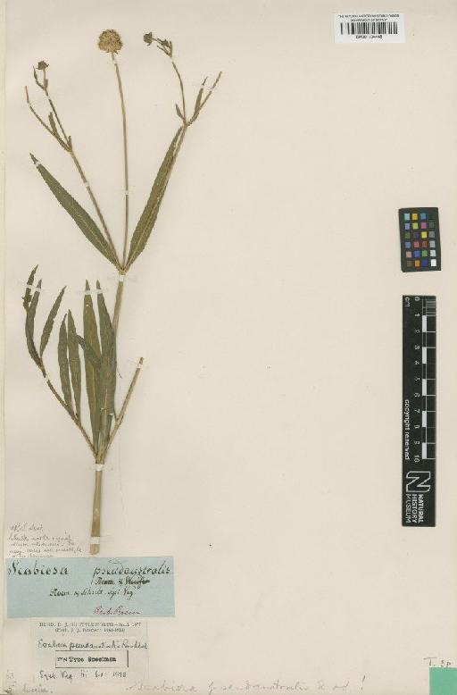 Succisella inflexa (Kluk) Beck - BM001134448