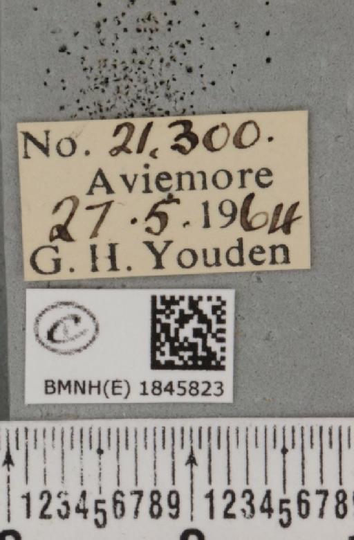 Macaria carbonaria (Clerck, 1759) - BMNHE_1845823_label_422763