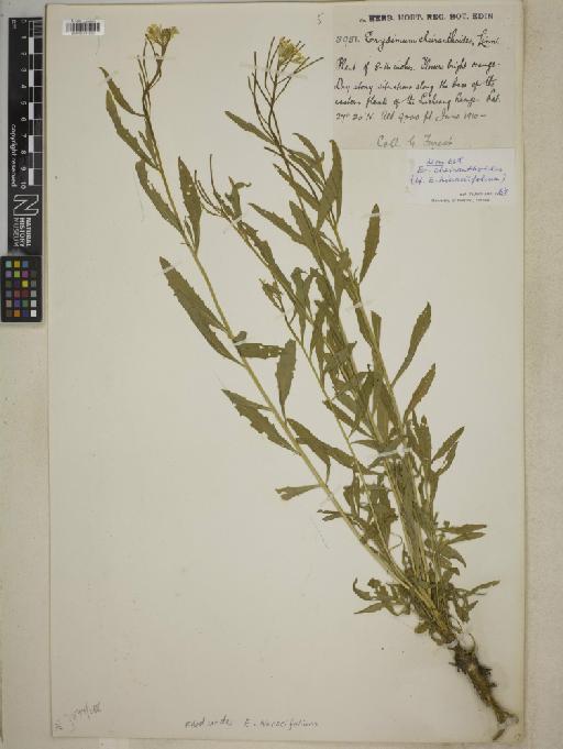 Erysimum hieracifolium L. - BM001241960