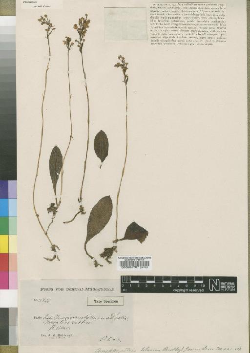 Cynorkis ridleyi T.Durand & Schinz - BM000034787