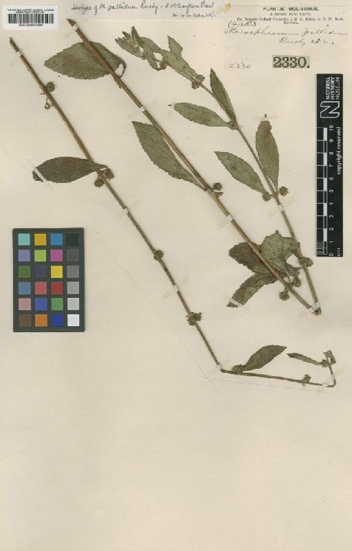 Hyptis obtusiflora C.Presl ex Benth. - BM000992893