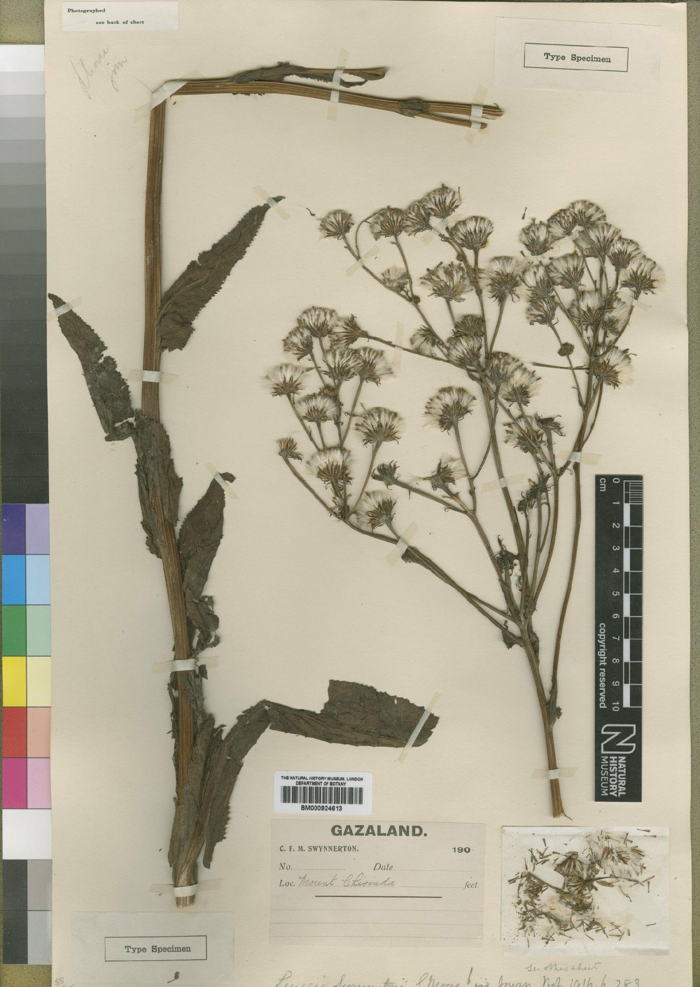 To NHMUK collection (Senecio swynnertonii Moore; Type; NHMUK:ecatalogue:4529624)
