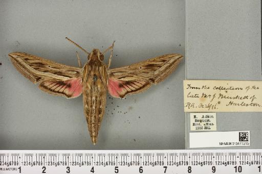 Hippotion celerio (Linnaeus, 1758) - NHMUK_010477215_534820