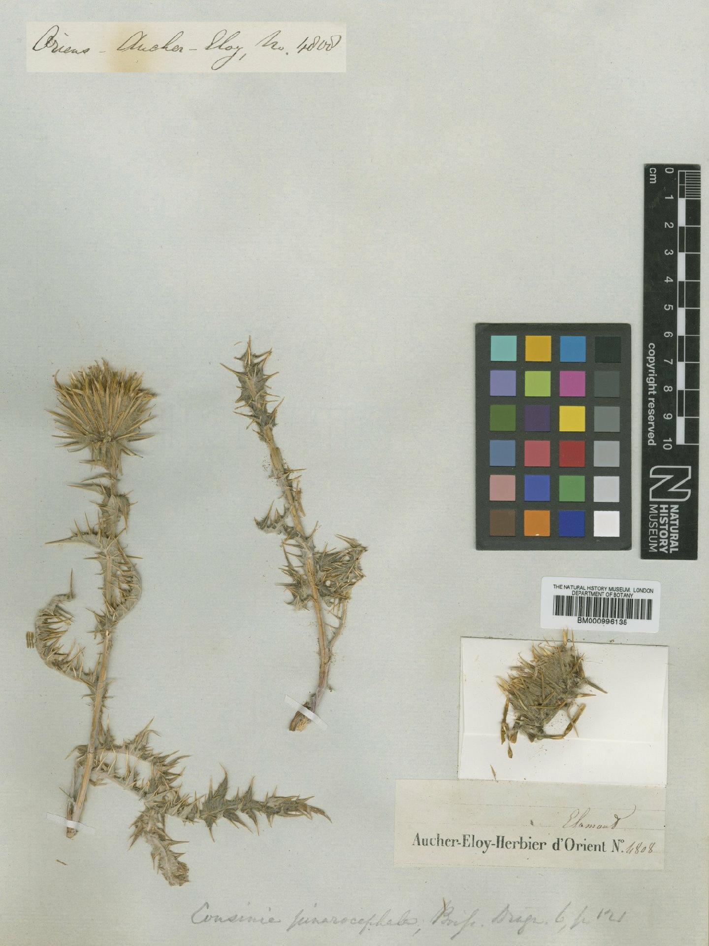 To NHMUK collection (Cousinia pinarocephala Boiss.; Type; NHMUK:ecatalogue:475861)