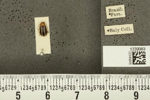 Acalymma bivittulum amazonum Bechyné, 1958 - BMNHE_1339083_20521