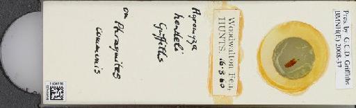 Agromyza hendeli Griffiths, 1963 - BMNHE_1504116_59238