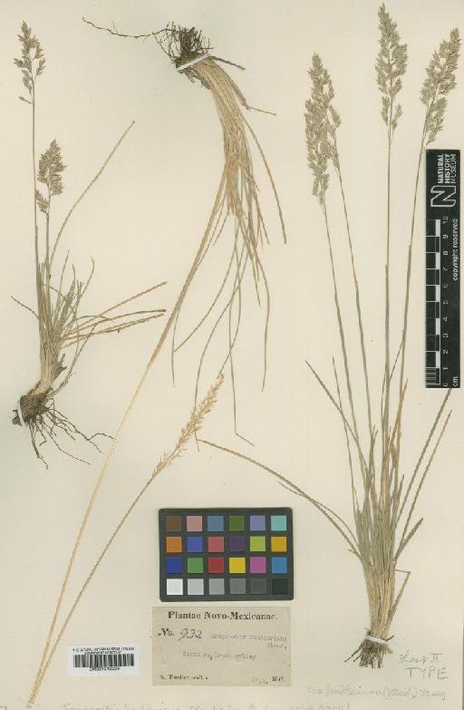 Poa fendleriana (Steud.) Vasey - BM001042226