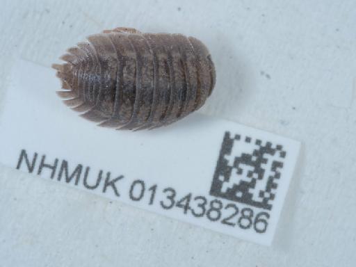 Porcellio dilatatus Brandt, 1831 - 013438286_3