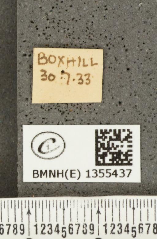 Hesperia comma (Linnaeus, 1758) - BMNHE_1355437_label_156688