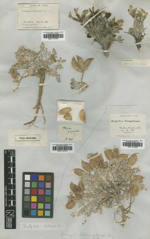 Astragalus chamaeleuce A.Gray - BM001042623