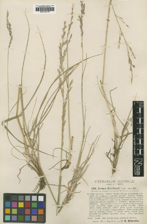 Festuca × holmbergii (Dörfl.) P.Fourn. - BM001067187