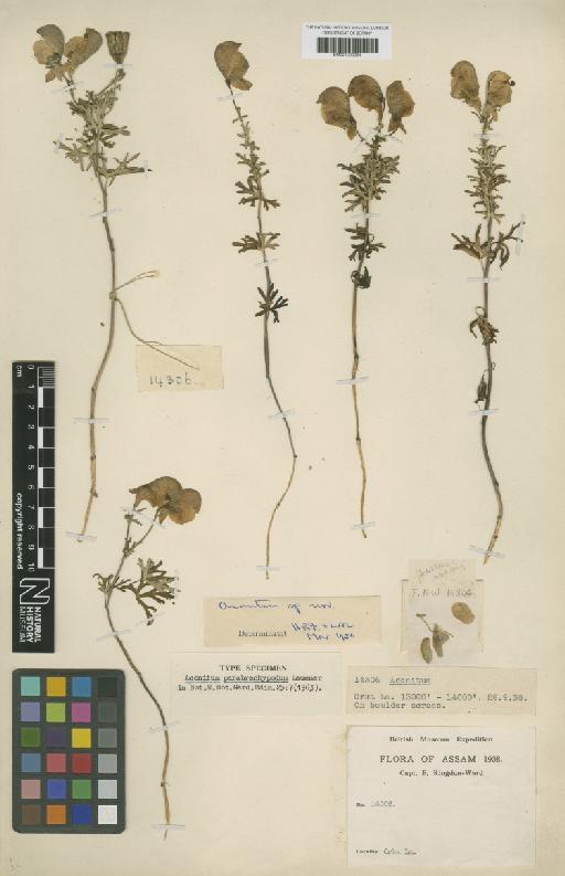 Aconitum nakaoi Tamura - BM001209254